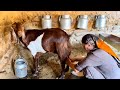 Village Lifestyle in Iran : Daily Life of Iranian Women in the Village