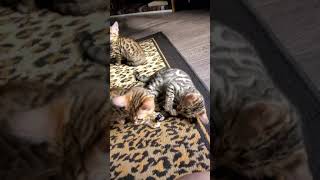 Bengal kitten growl 😹