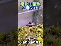 トウホクサンショウウオにハエを与える