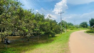 สวนผลไม้🌳ทำเลดีมาก🚙ด้านหน้าติดถนน💧ด้านหลังติดคลอง