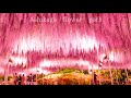 Full bloom of  Wisteria Festival in Ashikaga Flower Park at Night    4K あしかがフラワーパーク