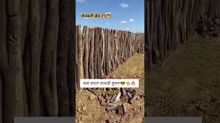 कसं वाटलं कुपन 🔥🧑‍🌾 #shotrs #kiransangle12 #love #youtubeshorts #farming #viralvideo #marathimulgi