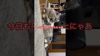 くつろぎタイム #ミヌエット のセナの日常 #猫 #ネコ