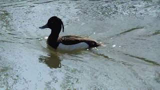 鳴きながら泳ぐキンクロハジロ Tufted Duck　2018 0324