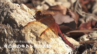 兵庫のトンボ－年の瀬のキトンボ