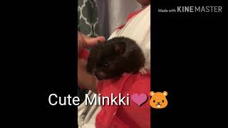 Söpö Minkki ja hassu Minkki 🐹❤️