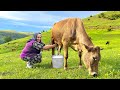 Making Organic Butter from Fresh Cow's Milk in the Village!