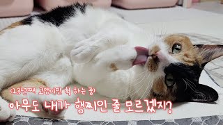 고양이 탈을 쓴 우주최강쫄보 햄찌 럽삐