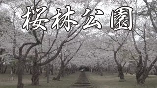 4K UHD 弘前さくらまつりから12km 世界一の桜並木がある岩木山を散策！