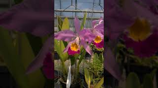 Cattleya eldorado