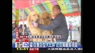 猛！百隻巨型犬比拚　近百萬藏獒現蹤