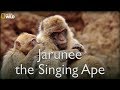 Nat Geo Documentary I Jarunee and Ape Song I BBC