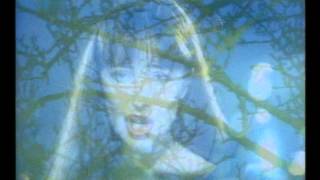 Basia - Cruising for bruising