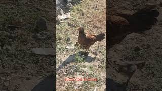 🐔நீ என்ன ஒத்திலவர ஓனர் எங்க 🤣🤣🤣#shorts# video