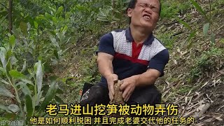 老马进山挖竹笋被动物弄伤，他是如何脱险并完成老婆交代的事情