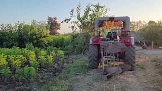 रेशीम उद्योग- Silk Farming, तुती बाग आणि अळीची अवस्था- Mulberry Garden and Silkworms 🐛💚🌿