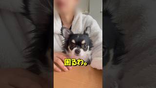 キレるチワワめっちゃ不満です。#dog #chihuahua