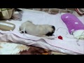 うちのパグ（子犬）赤ちゃんパグに、普段より硬いボールを与えたら、こうなった（笑） puppy pug video.