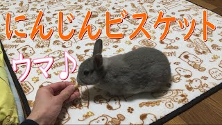 おやつのにんじんビスケットが大好きなうさぎ！