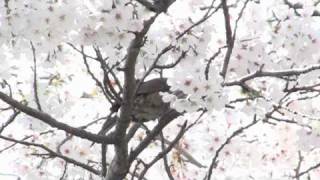 Sakura \u0026 birds / ヒヨドリ スズメ メジロ 201104xx