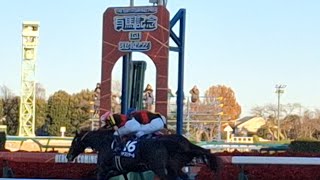 2024/12/22 中山競馬場 中山11R 有馬記念 ゴール板から20m程手前 1着レガレイラ 2着シャフリヤール 3着ダノンデサイル 13着ディープボンド