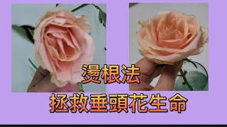 燙根法(拯救垂頭花生命）