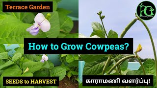 Grow Cowpeas in Terrace | காராமணி வளர்ப்பு || #cowpeas #karamani #veggies #terracegardening #காராமணி