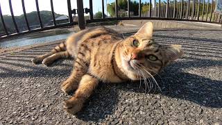 撫で撫でするとカワイイ声で鳴く野良猫