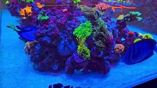 CADE 1800 peninsula  Acropora dominated reef tank