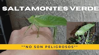 Saltamontes hoja verde