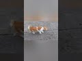 Kucing Oyen #short #fyp #viral #trending #videos #video #tiktok #ytshorts #kucing #cat #funny #cats