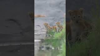 africa wild animals and wild animals things-malamala safari moments #animals2021 #wildanimals #Lion