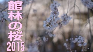 館林の桜２０１５　茂林寺のしだれ桜（3/24撮影）