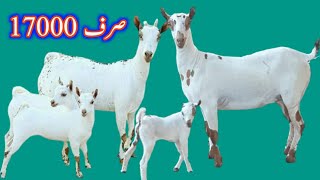 pure teddi breed at bismillah Goat Farm 03336465522... 03114787774