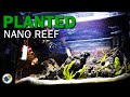 Planted Budget Nano Reef Tank | Adding Caulerpa Prolifera Macroalgae - MR BRIGHTFRYED