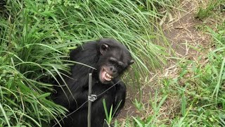 サクラのかんしゃく　Sakura's tantrum   チンパンジー　多摩動物公園