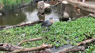 【神戸どうぶつ王国】ハシビロコウ　Shoebill