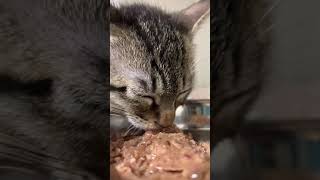 寝ながら食べる子猫　#shorts#kitten