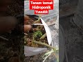 tanam tomat hidroponik yuuk yang lagi viral short tomat hidroponik