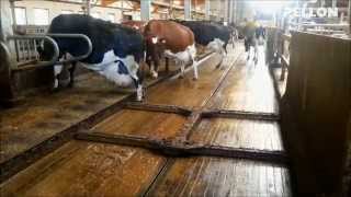 Pellon Manure Master - the intelligent manure removing system