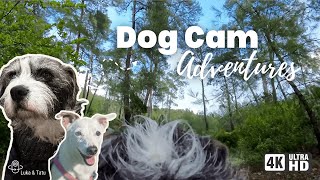 Dog Cam | A Peaceful Walk in the Liquidambar Forest | Insta360 Go 3s