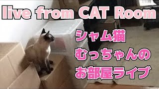 シャム猫むっちゃんのお部屋ライブ（20180827)