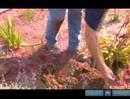 How To Dig A Hole For Black Eyed Susans