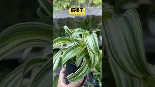 【縞獅子　しまじし】　日本の伝統園芸