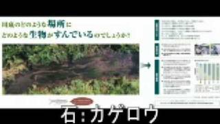 006 川底に棲む生物（音声情報）