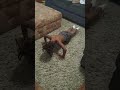 Kingston dash does 100 push-ups