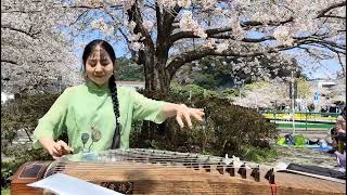 上海滩（古箏:謝雪梅、日本横須賀交通公園)