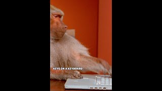 What is the infinite monkey theorem?