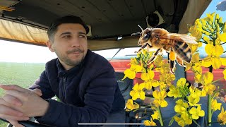 Protectia culturii de RAPITA #farming #canola #bees #albine Erbicid rapita, insecticid