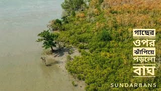 মানুষ ভেবে গাছের ওপর ঝাঁপিয়ে পড়ে বাঘ | সুন্দরবন | সিজন ০৫ | পর্ব ২২ |  Sundarbans | Mohsin ul Hakim